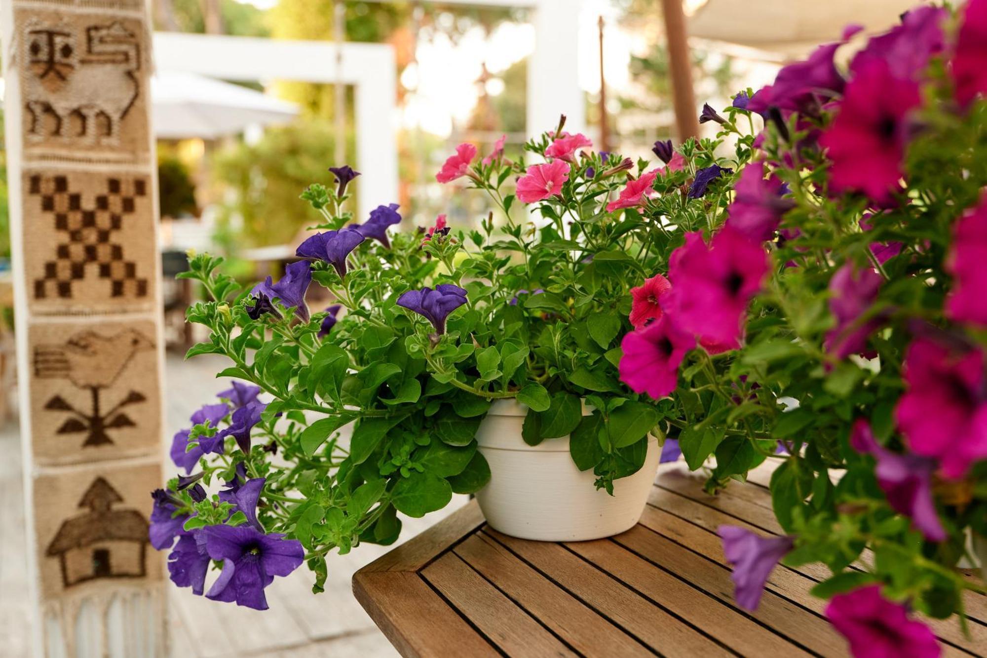 Hotel Saraceno Resort With Private Beach Μιλάνο Μαριτίμα Εξωτερικό φωτογραφία